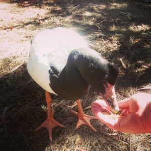 Me feeding a Magpie Goose at the Cleland Wildlife Park.